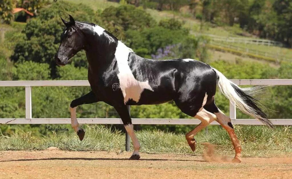 Horse Scanner: descubra a raça do cavalo com apenas uma foto 7 Raça do cavalo