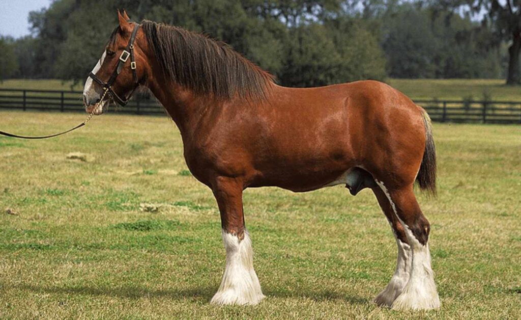 Horse Scanner: descubra a raça do cavalo com apenas uma foto 8 Raça do cavalo