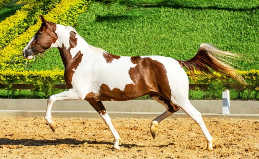 Horse Scanner: descubra a raça do cavalo com apenas uma foto 9 Raça do cavalo