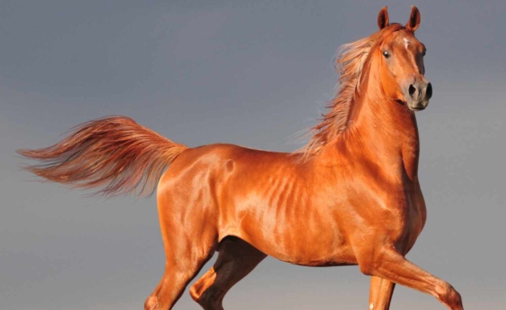 Horse Scanner: descubra a raça do cavalo com apenas uma foto 10 Raça do cavalo