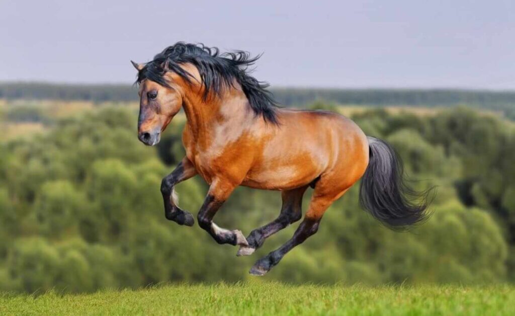 Horse Scanner: descubra a raça do cavalo com apenas uma foto 11 Raça do cavalo