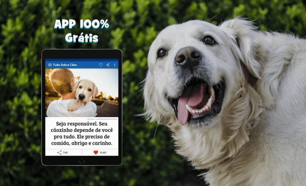 App sobre curiosidades sobre cachorros e dicas para cuidar do seu pet 8 Curiosidades sobre cachorros