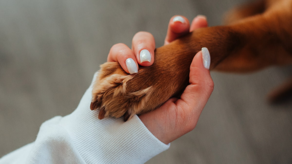 Pet Care Apps 