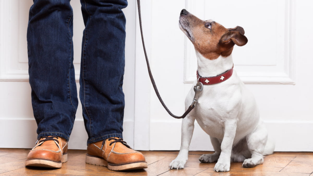 Pet Care Apps 