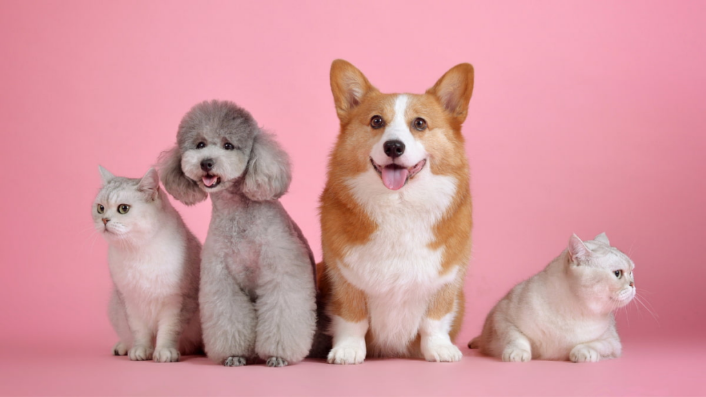 Tech for Pet Owners