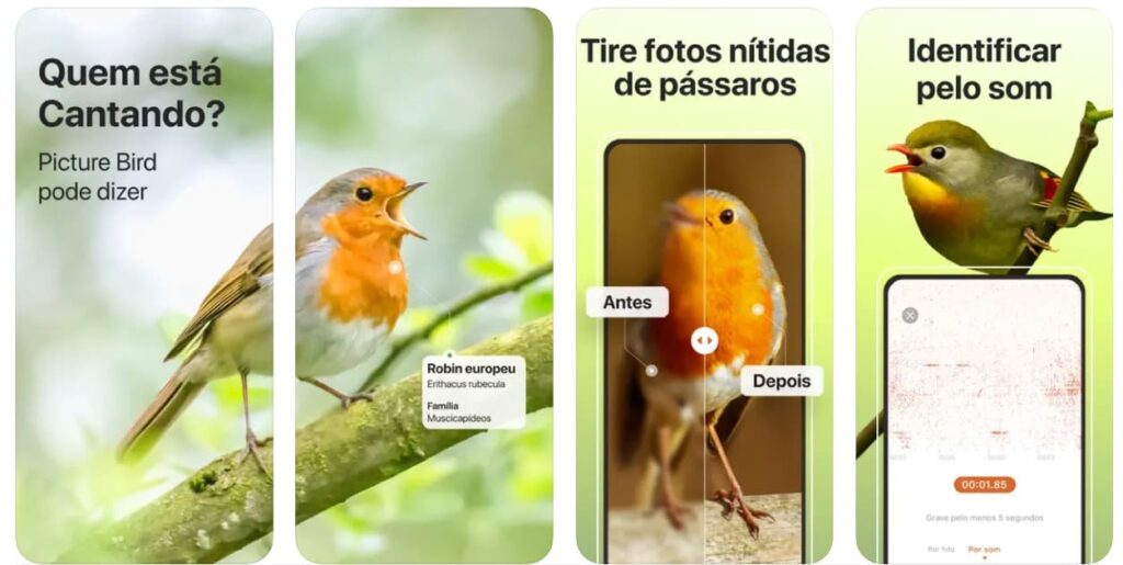 Identificar pássaros pelo som