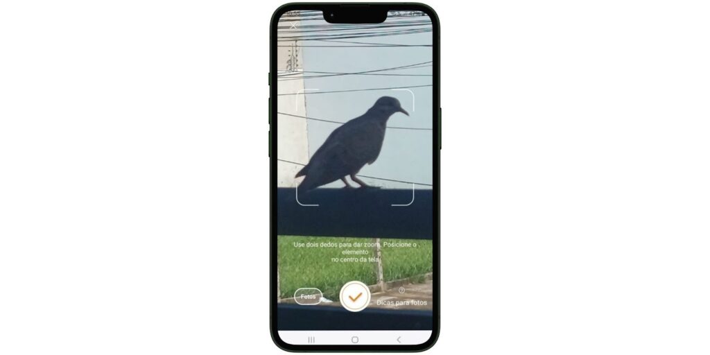 Identificar pássaros pelo som