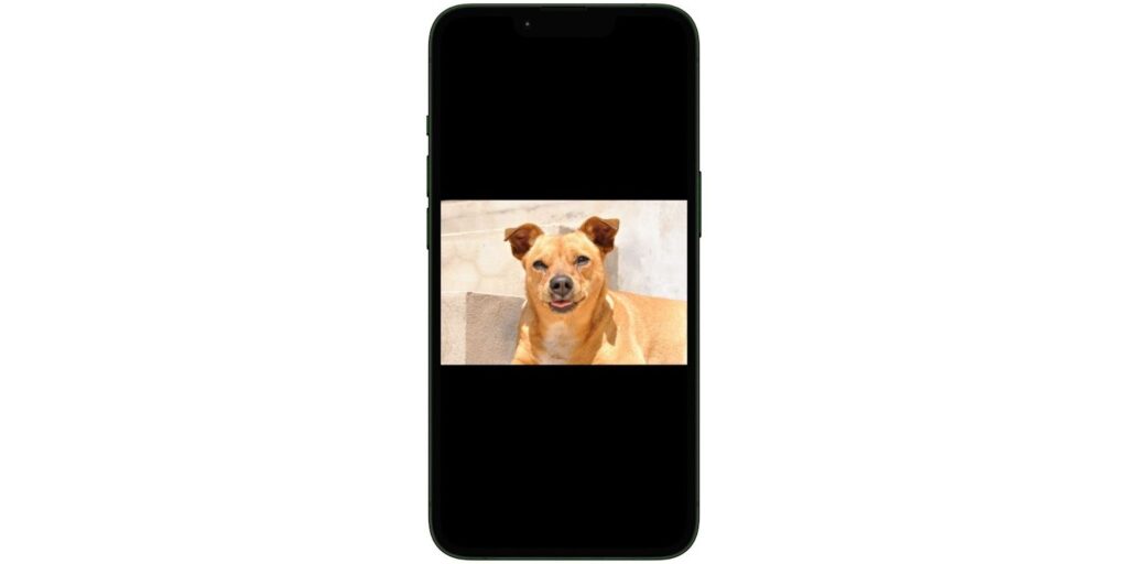 Aplicativo para fazer seu pet cantar e dançar no celular 6 Fazer seu pet cantar