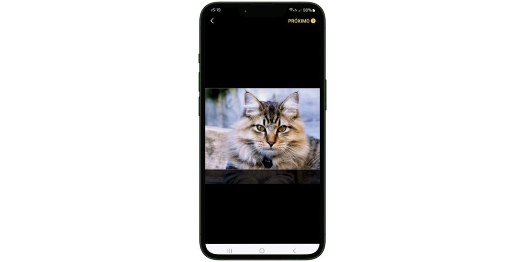 WhatsApp com tema de gato