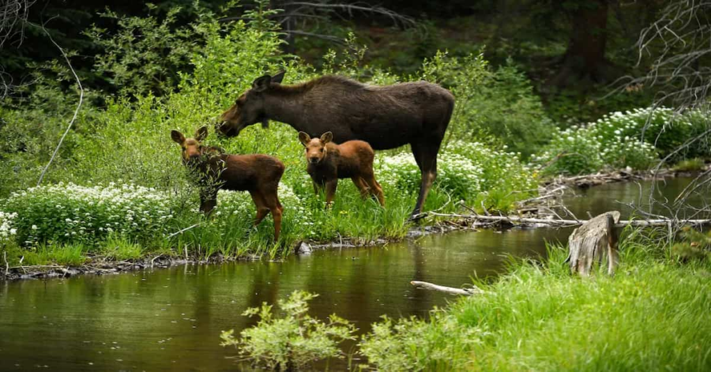 Wildlife Trackers