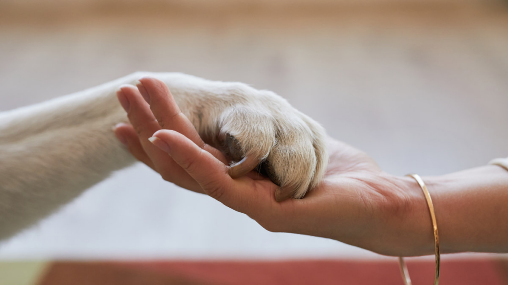 Tech for Pet Owners