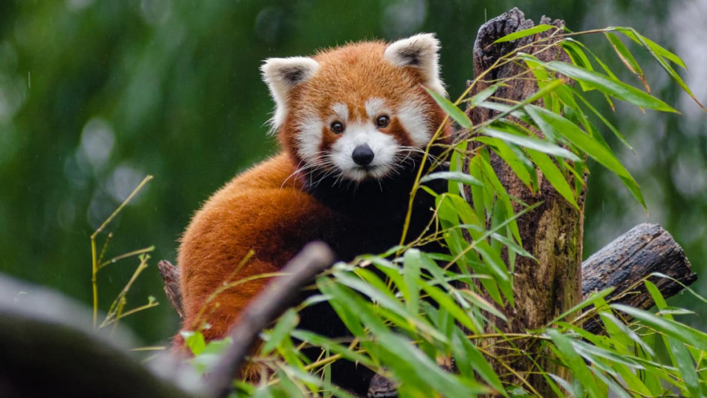 AI-Powered Wildlife Conservation