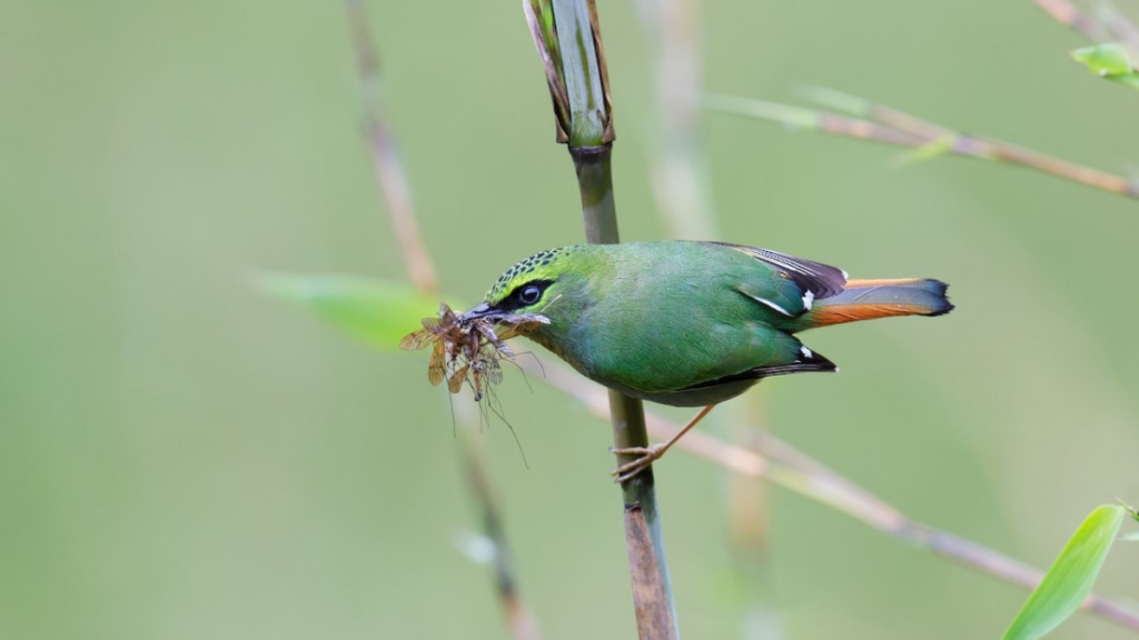 AI-Powered Wildlife Conservation