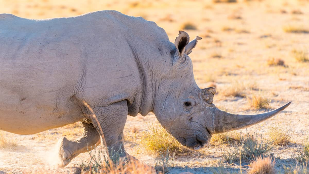 AI-Powered Wildlife Conservation