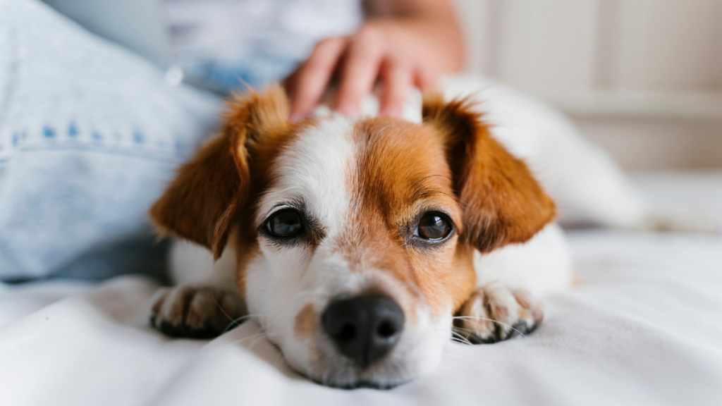 Tech for Pet Owners