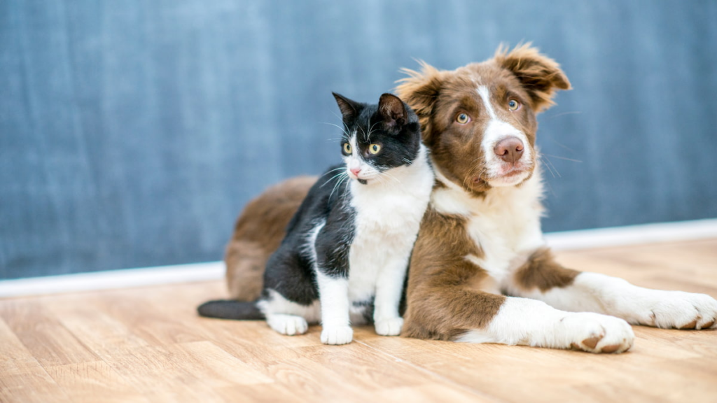Tech for Pet Owners