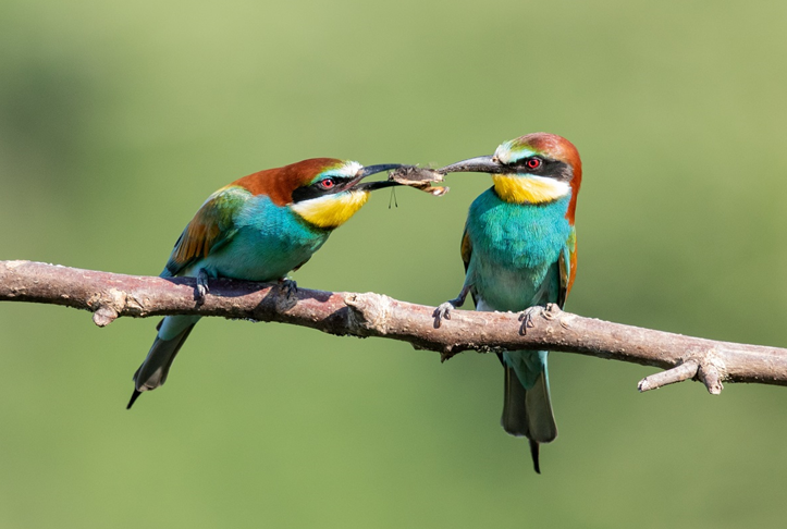 Bird Watching