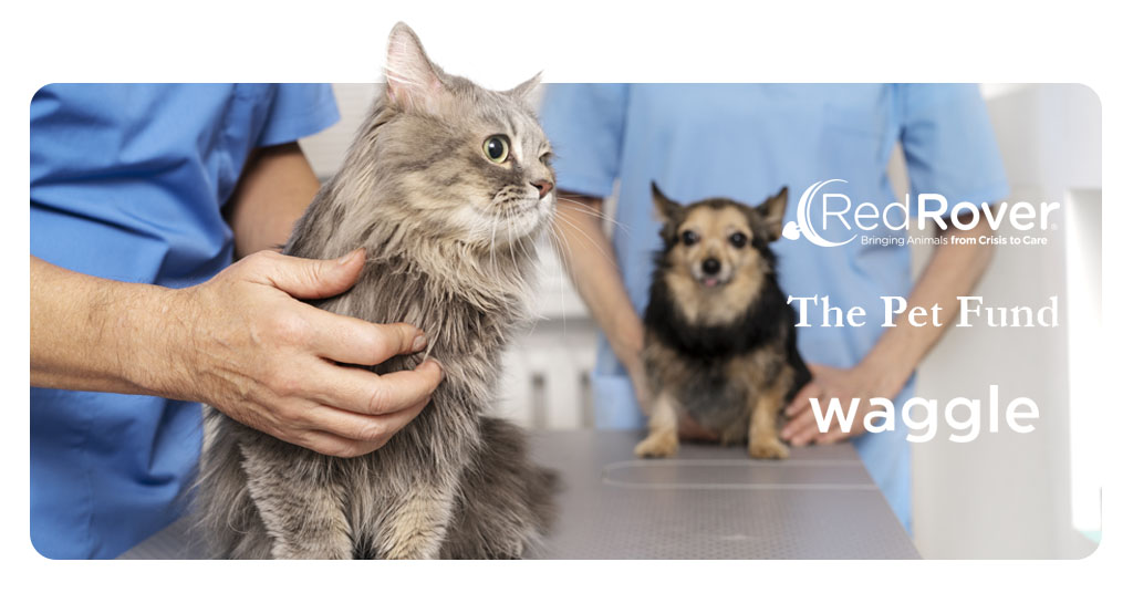Vet Bills