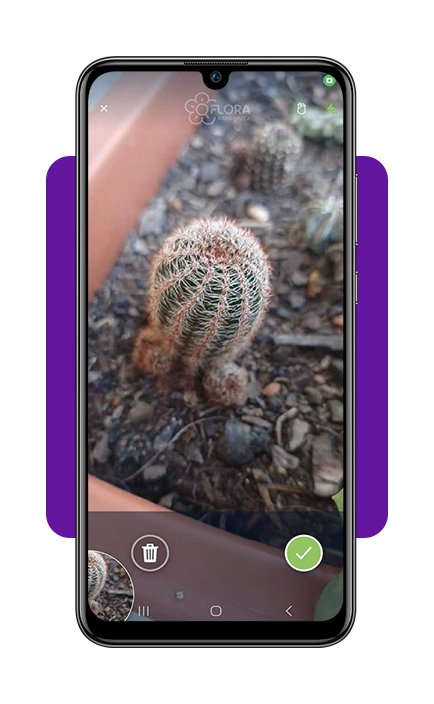 Identifique plantas com a câmera