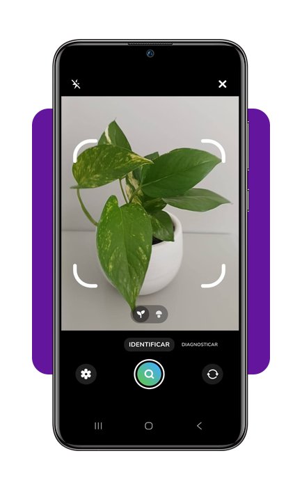 Cuidar de plantas em casa